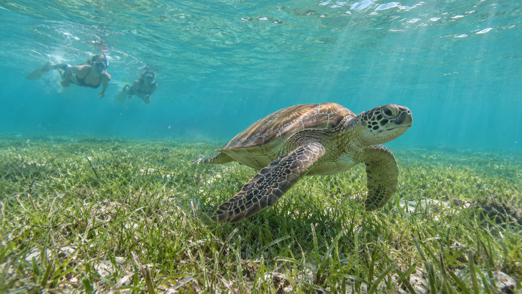 Tortuga marina nadando sobre pasto marino en Akumal